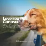 Pack para transfer com 30 artes editáveis no canva